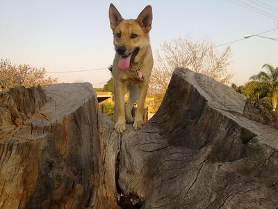 Mia climbing a tree