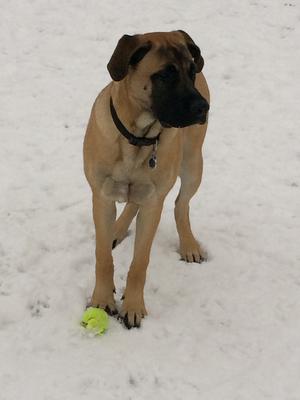 Tank, GSD Bullmastiff mix