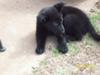 Black German Shepherd Puppies