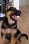 German Shepherd Puppy Duke