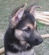 German Shepherd puppy Elli at 10 weeks old