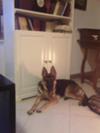 German Shepherd Eva at 14 months