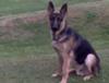 GSD Gunner Sitting Handsomely