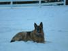 GSD Gretta