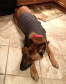 Thundershirt for Dog Anxiety