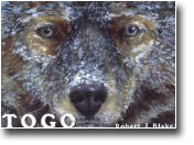 Togo Famous Husky