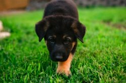 training a german shepherd puppy