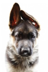 training a german shepherd puppy dogs prayer