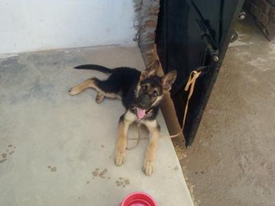 Tyson's Slow German Shepherd Growth1