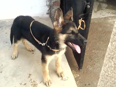 Tyson's Slow German Shepherd Growth3