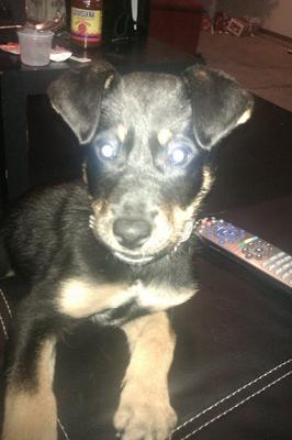 German Shepherd Rottweiler Mix?