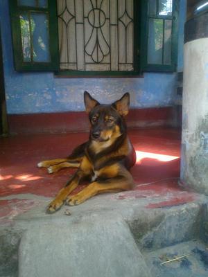 GSD Mix Jacky