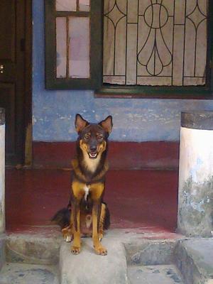 Jacky German Shepherd Mix