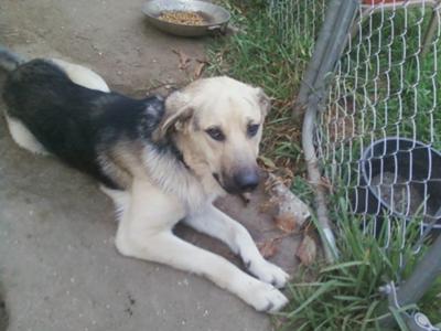 GSD Mix with floppy ears