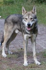 Wolf Dog1