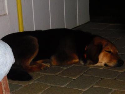 Buddy sleeping when he was younger (1 ish)